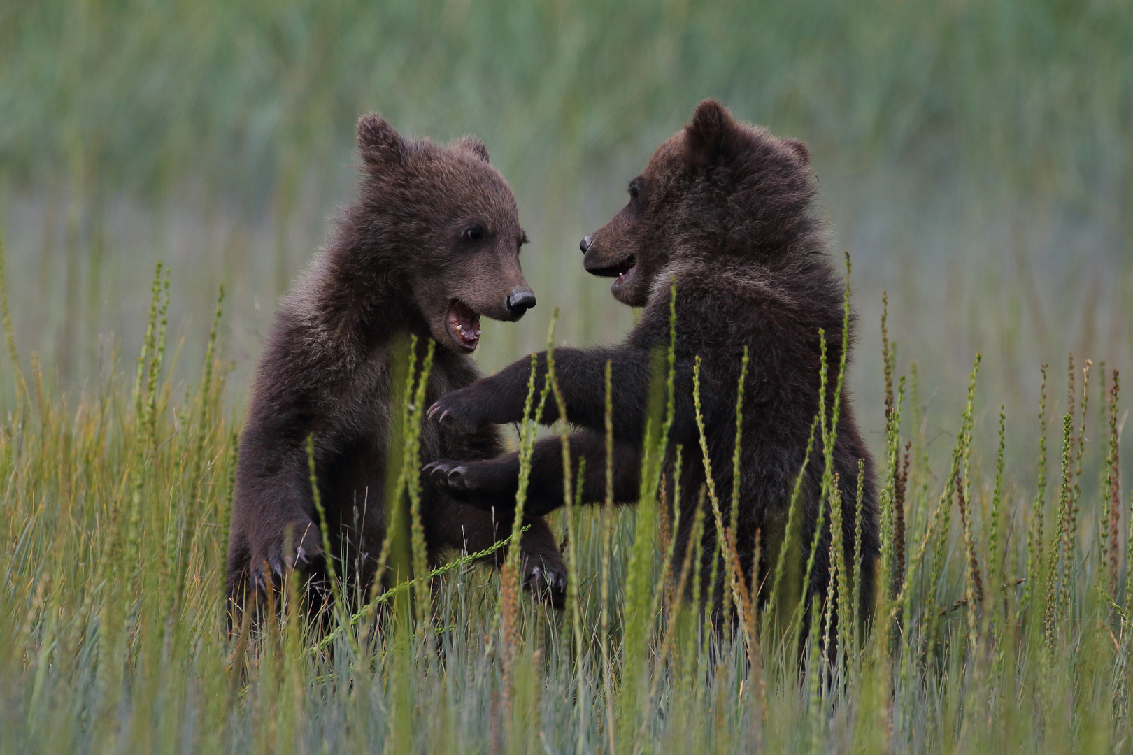 Grizzlybären Jungtiere beim Spielen