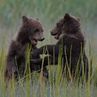 Grizzlybären Jungtiere beim Spielen