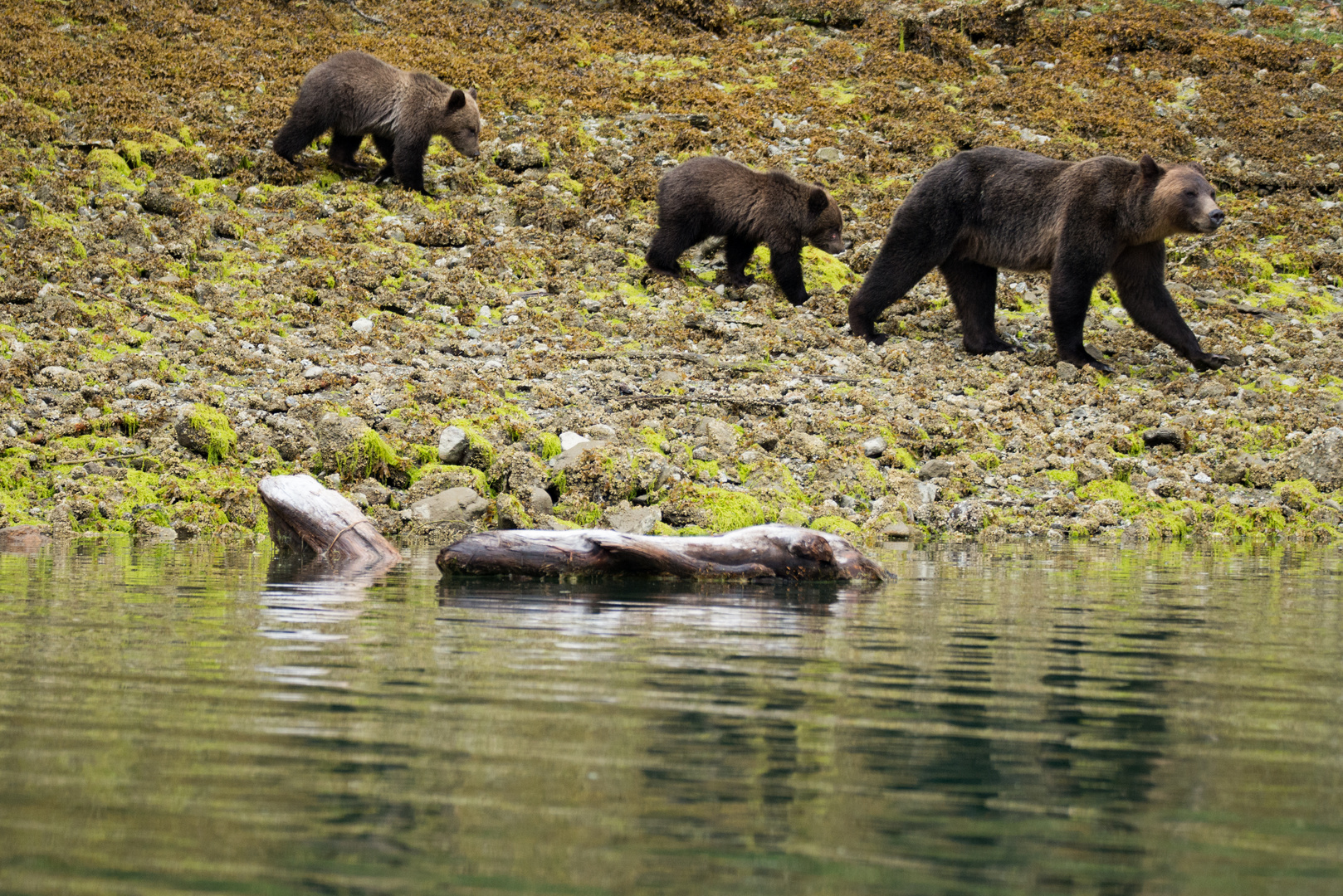 Grizzlybären, Kanada