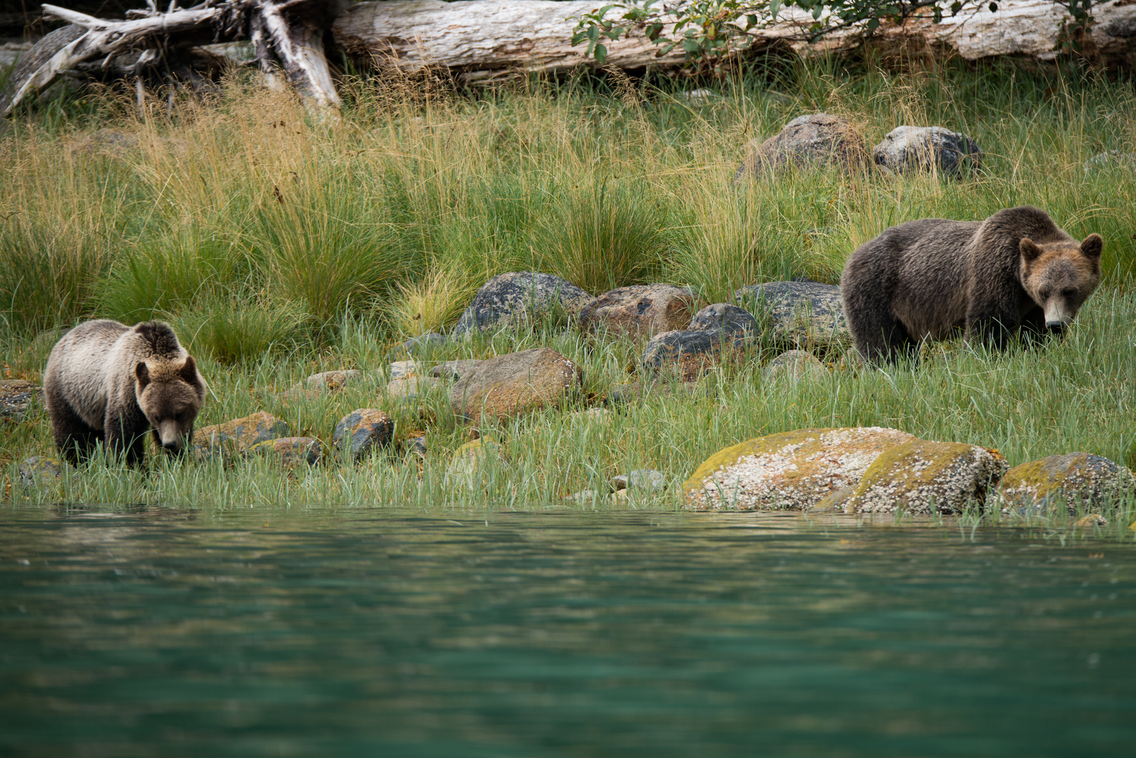 Grizzlybären, Kanada