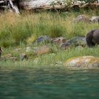 Grizzlybären, Kanada