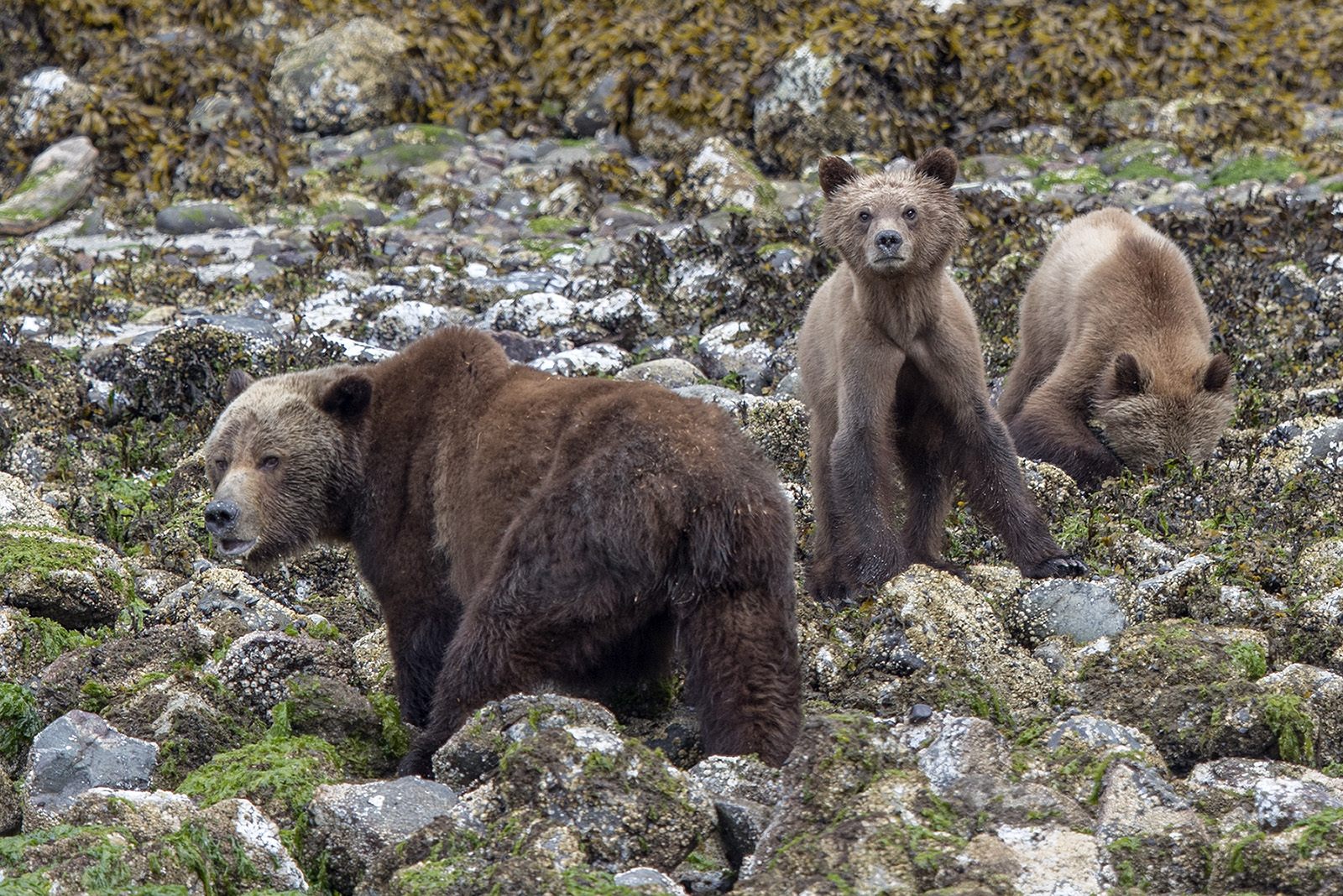 Grizzlybärin mit Jungen