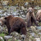 Grizzlybärin mit Jungen