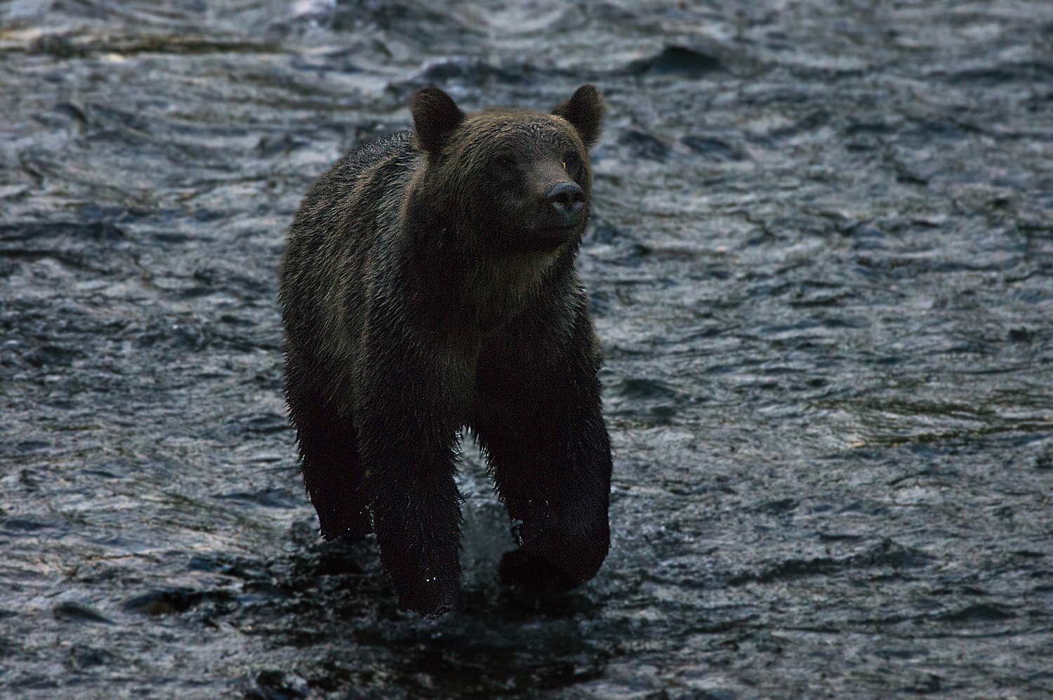 Grizzlydame im Atnarko River , Bella Coola