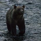 Grizzlydame im Atnarko River , Bella Coola