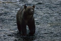 Grizzlydame im Atnarko River , Bella Coola