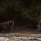 Grizzlydame im Gegenlicht