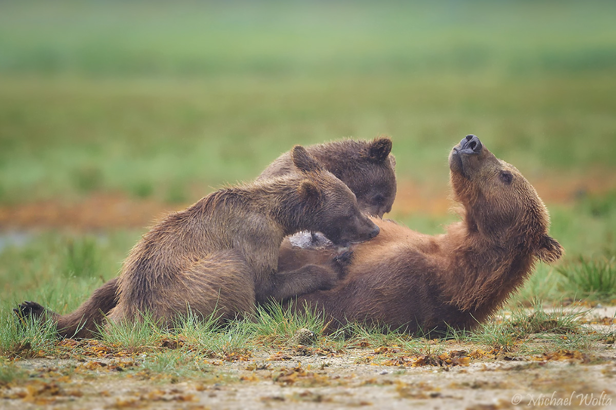 Grizzlyfamilie