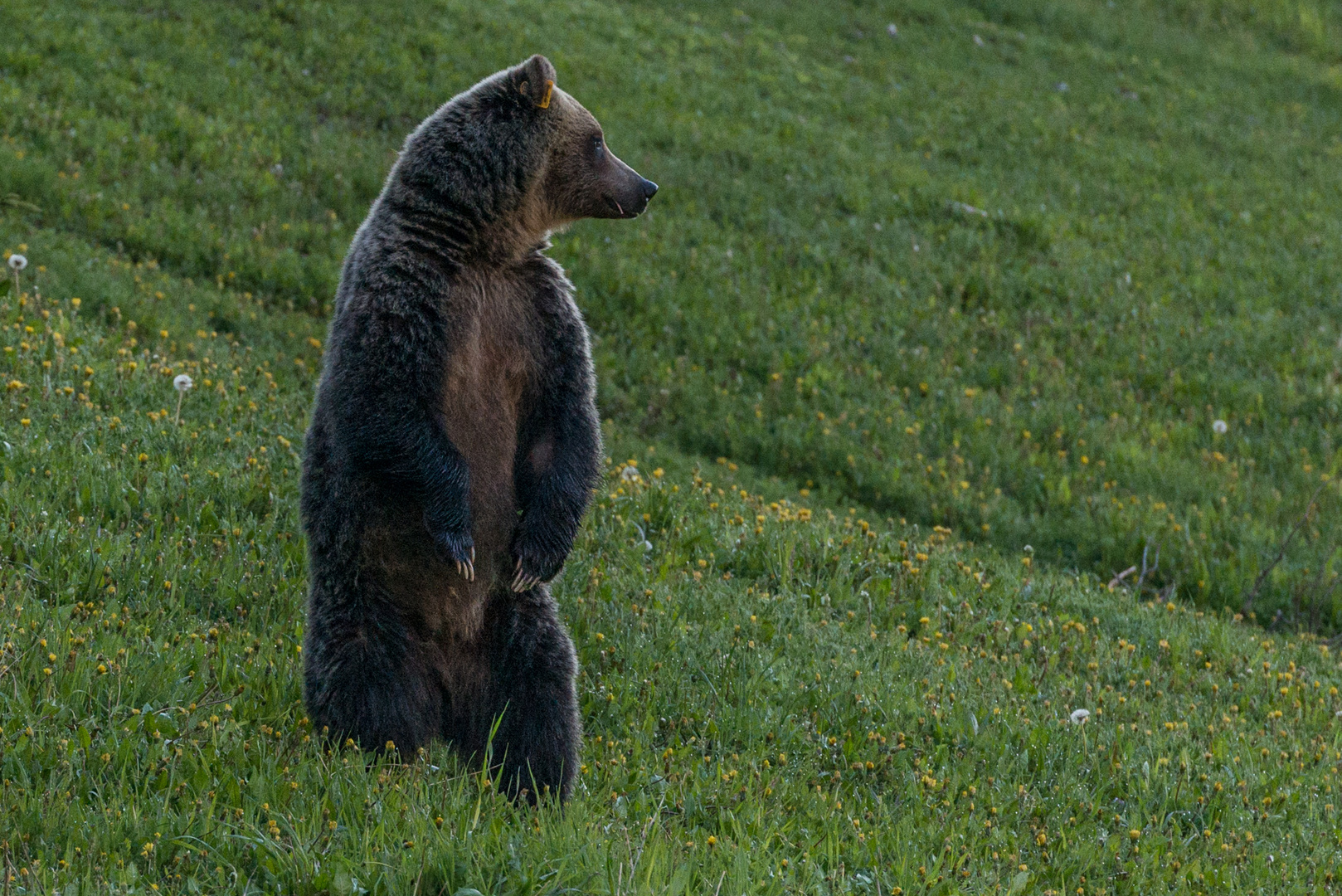 Grizzlymama am Lake Louise,wo sind meine Babys ?