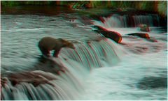 Grizzly´s an den Brooks Falls - 3D Anaglyphe