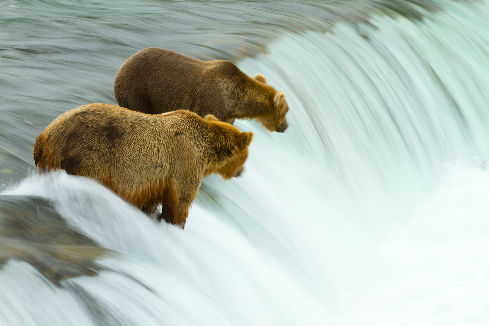 Grizzlys beim Lachsfang