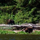 Grizzlys beim Mittag