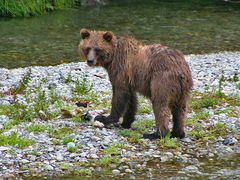 Grizzly's breakfast