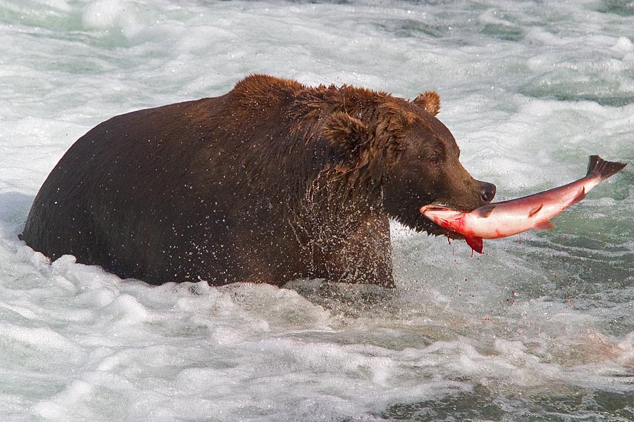 Grizzly´s Salmonsnack