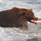 Grizzly´s Salmonsnack