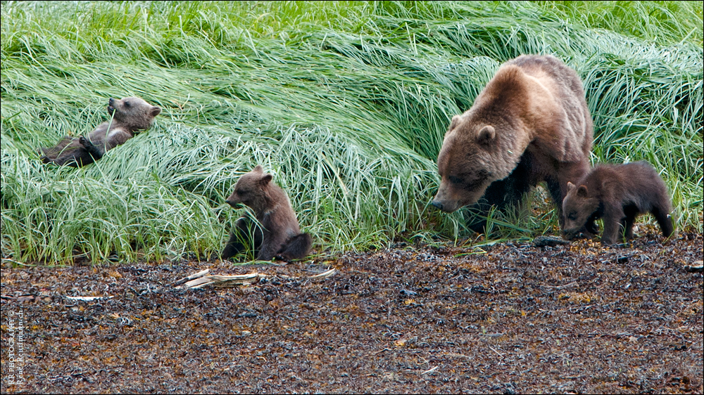 Grizzyfamilie in Alaska