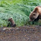 Grizzyfamilie in Alaska