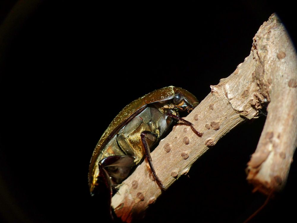 Gr.Kolbenwasserkäfer