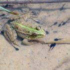 Grnouille est ses têtards au bain