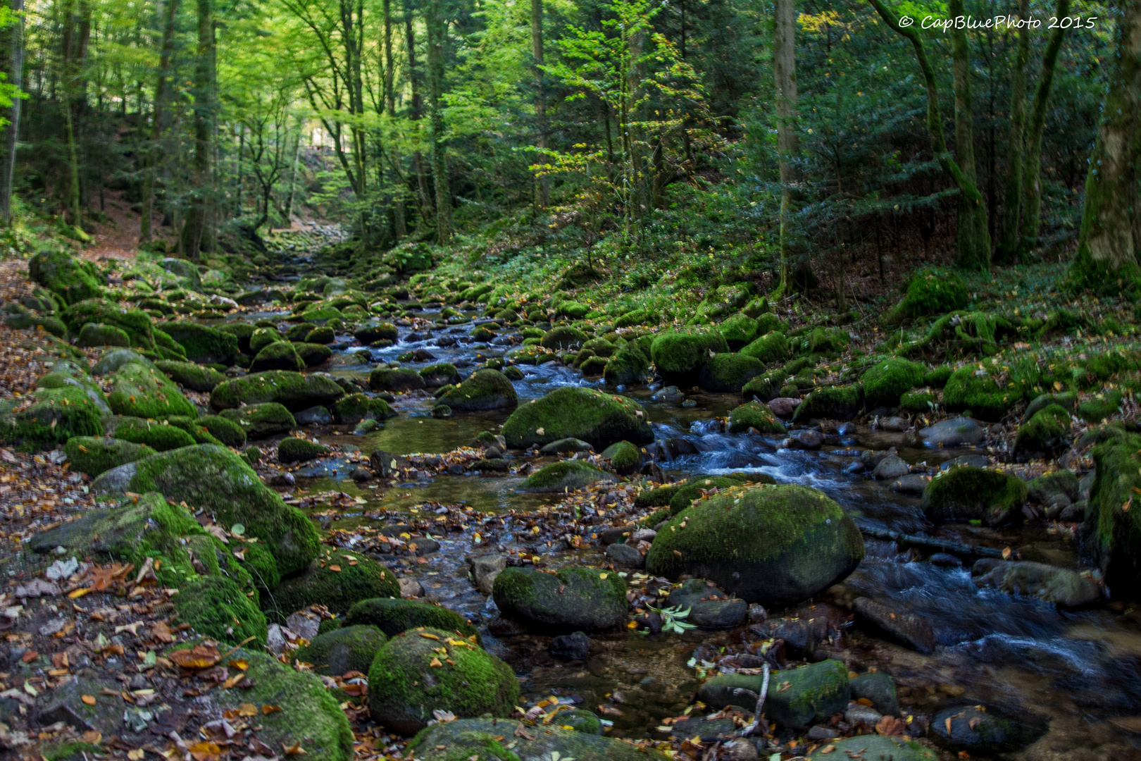 Grobbach und Wald