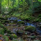 Grobbach und Wald