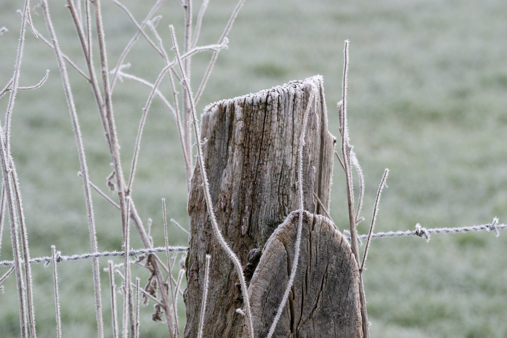 Grobe und filigrane Stachel