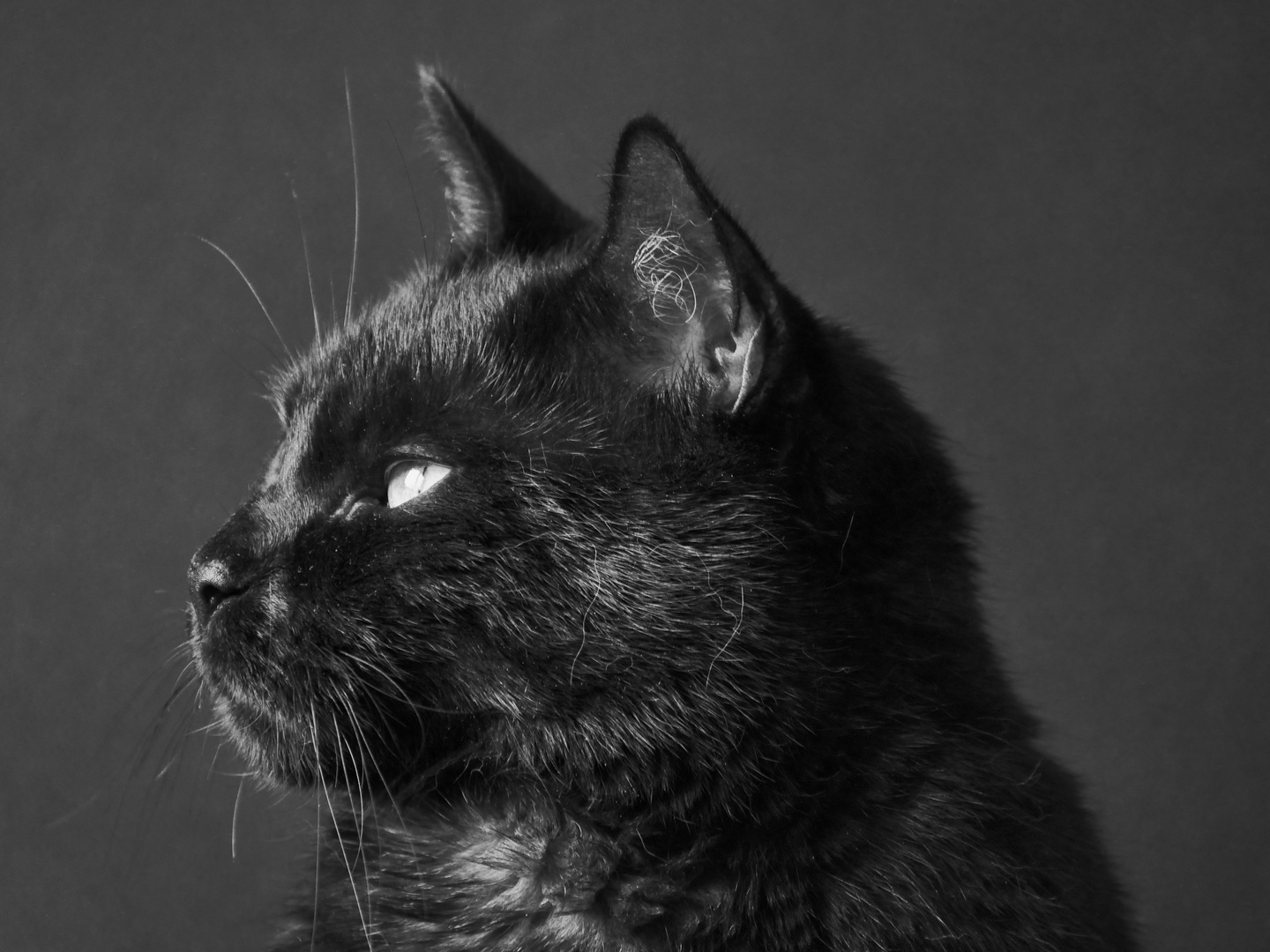 Grobi Foto & Bild tiere, haustiere, katzen Bilder auf