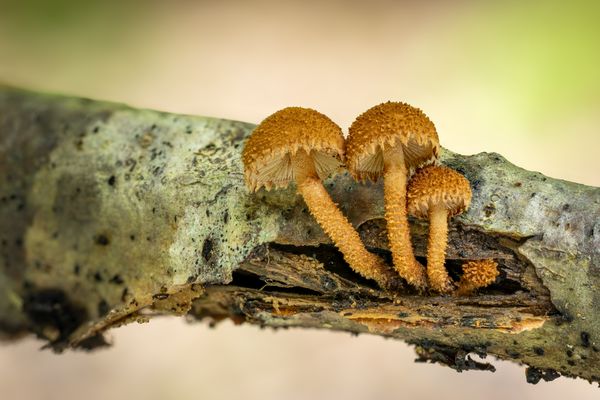 Grobwarziger Schüppling