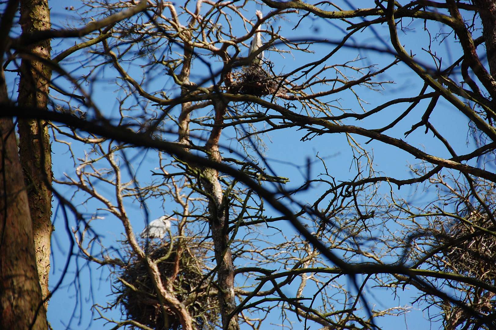 Gröben Reiher April 2018