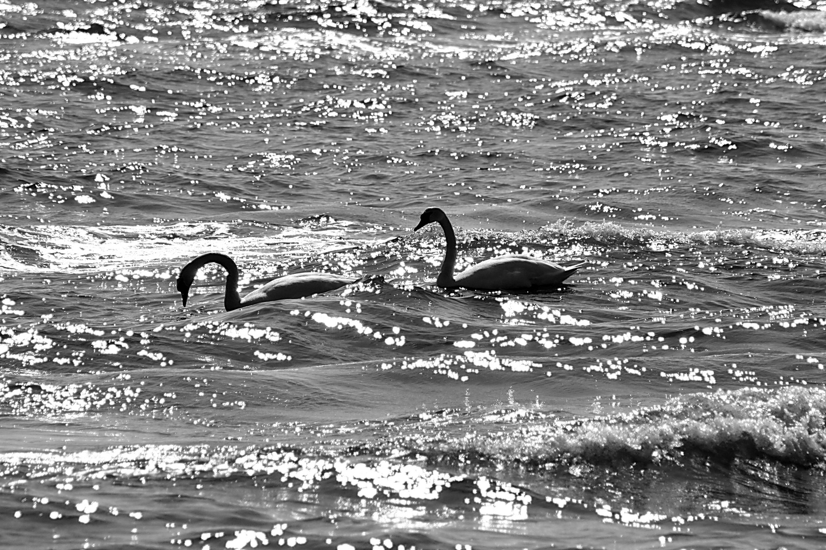 Grömitz - Schwäne auf der Ostsee