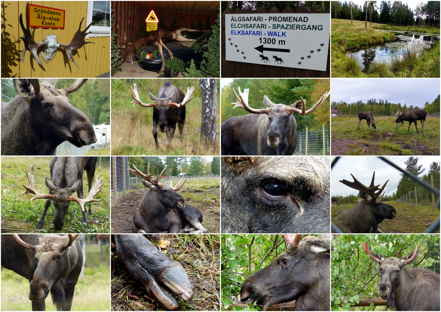 Grönasens Älg -park Kosta !