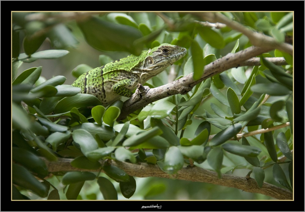 Groene leguaan