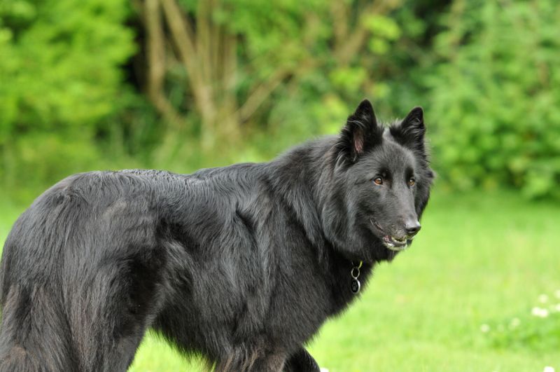 Groenendael (belgischer Schäferhund)