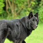 Groenendael (belgischer Schäferhund)