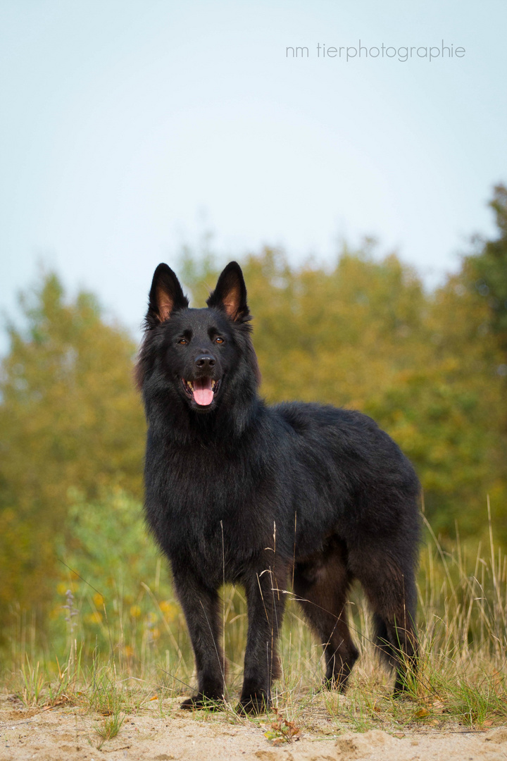 Groenendael Klecks