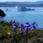 Grönländische Glockenblumen vor Eisbergen