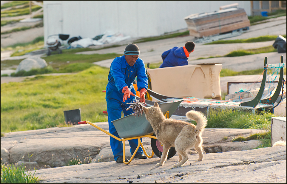 grönländische hunde fressen vor allem fisch