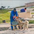 grönländische hunde fressen vor allem fisch