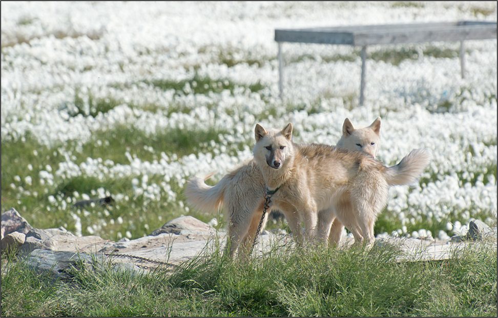 grönländische schlittenhunde