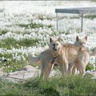 grönländische schlittenhunde
