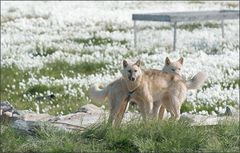 grönländische schlittenhunde