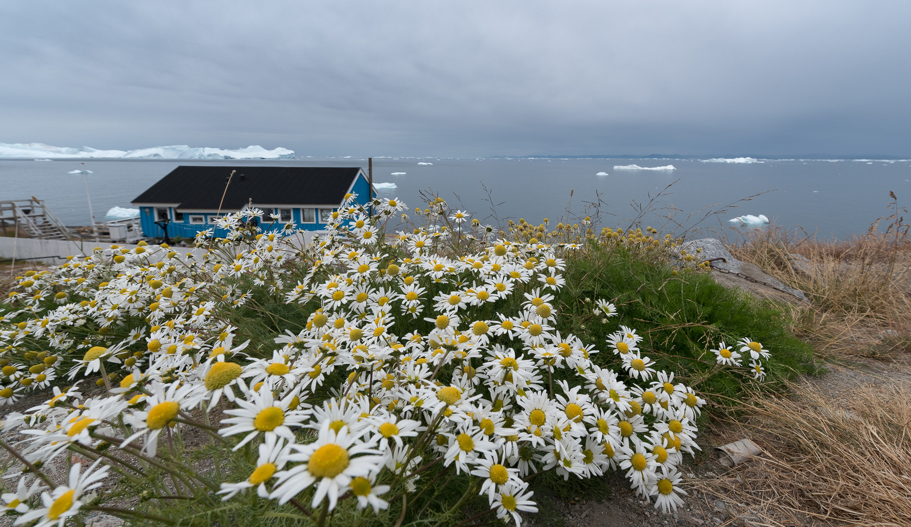 Grönland Sommer