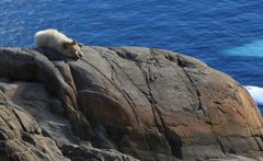 Grönlands Schlittenhunde