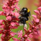 Größe Erdhummel