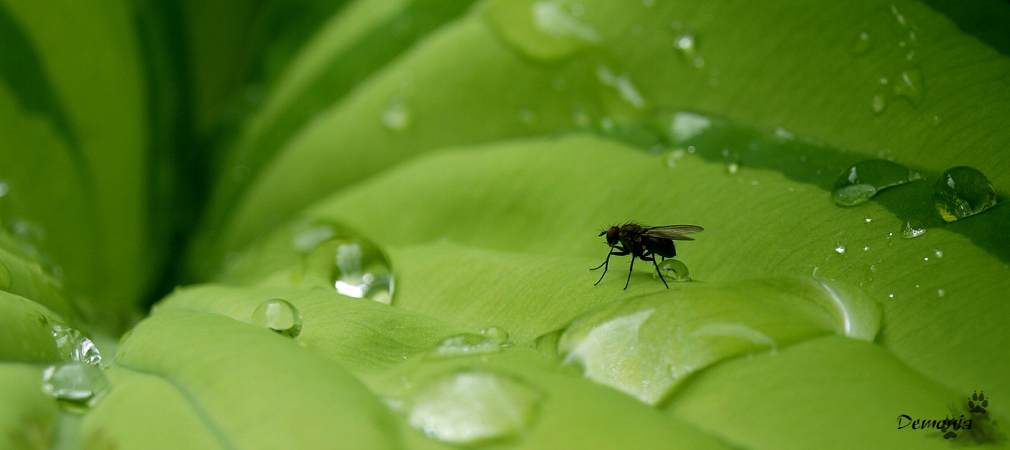 Größenrelation Fliege zu Wassertropfen