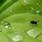 Größenrelation Fliege zu Wassertropfen