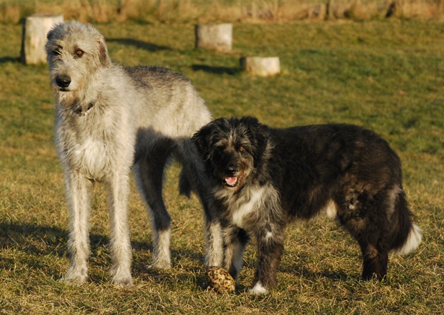 Grössenunterschied - Irish Wolfhound und ein Bergamasker Mix