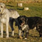 Grössenunterschied - Irish Wolfhound und ein Bergamasker Mix