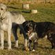 Grssenunterschied - Irish Wolfhound und ein Bergamasker Mix