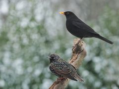 "Größen.Vergleich"